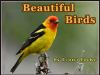 Beautiful_Birds